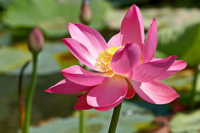 Nuvotone lotus,kamal gatta Seed(14 per packet)