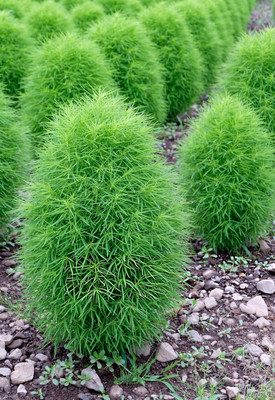 Lorvox Kochia Seed(15 per packet)