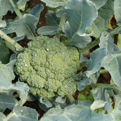 WILLVINE TLX-451 Broccoli Emerald Crown (Green) Seed(200 per packet)
