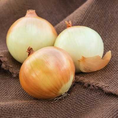 WATIKA Candy Onion Seed(1500 per packet)