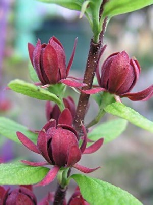 Qualtivate VXI-1 Sweet Shrub Seeds Seed(50 per packet)