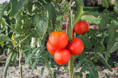 Greenery tomato Seed(30 per packet)