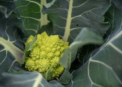 TREECARE white cauliflower,gobhee seeds Seed(14 per packet)