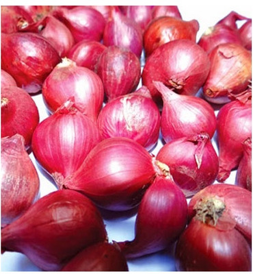 WATIKA Small Shallot Onion Seed(200 per packet)