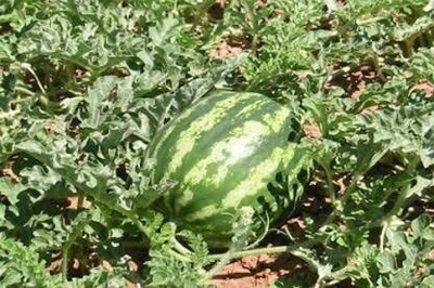 Aywal Watermelon Seed(475 per packet)