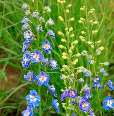 Biosnyg Consolida Ajacis [100 Seeds] Seed(100 per packet)