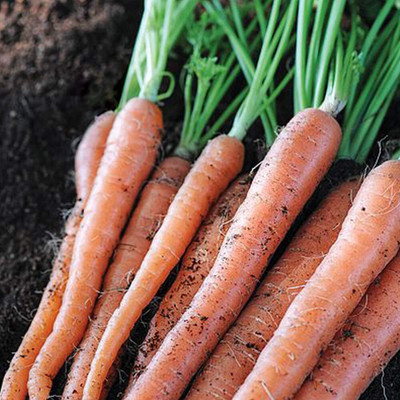 CRGO GAAJAR, CARROT Seed(400 per packet)