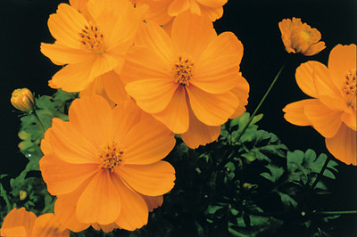 ZIXA Gold Cosmos Seed(100 per packet)
