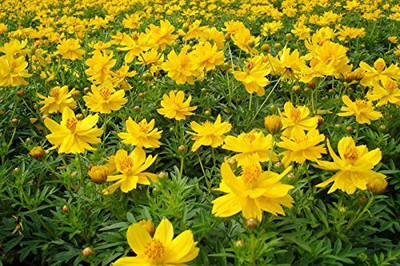 CYBEXIS LX-64 - Cosmos Yellow Flower - (90 Seeds) Seed(90 per packet)