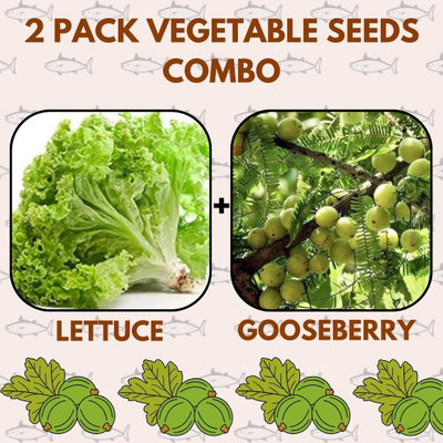 Infiniteseeds 2 Pack Combo Of Lettuce And Gooseberry Green Vegetable Seeds Seed(50 per packet)