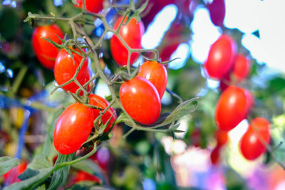 Vinayak Pesticides tomato Seed(120 per packet)