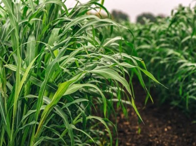 BSARKAR Sorghum × drummondii/ sudan Grass seed Seed(2000 per packet)