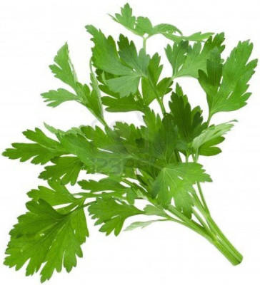 CYBEXIS HUA-14 - Flat Leaf Parsley - (750 Seeds) Seed(750 per packet)