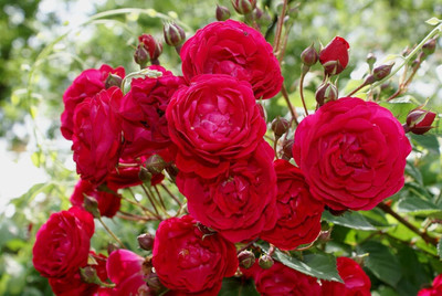 CRGO ROSE , GULAAB Seed(80 per packet)