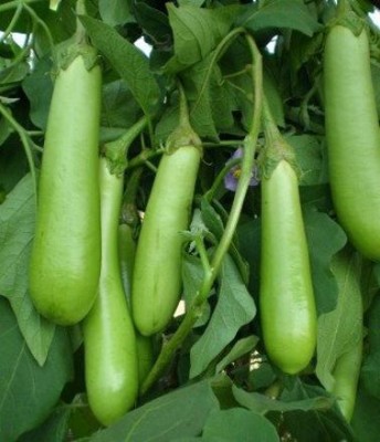 Aywal Green Long Brinjal Seed(350 per packet)