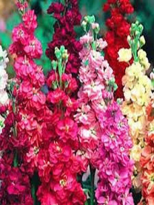 KANAYA Stock Matthiola Incana Double Mix Flower Seed(25 per packet)
