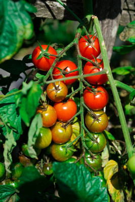 MSD tomato Seed(110 per packet)