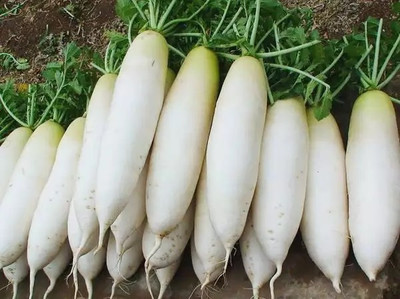 VINTI Organic White Radish मूली के बीज Seed(2000 per packet)