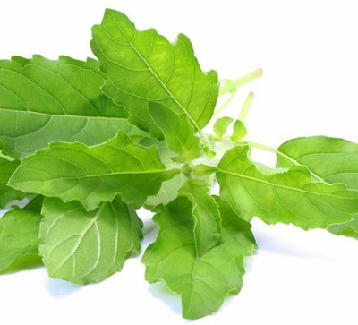 Quentova Holy Basil Rama Tulsi/रामा तुलसी Plant-IACR-5R Seed(300 per packet)