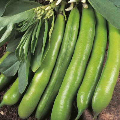 Quentova Broad bean - DReadnight-IACR Seed(100 per packet)