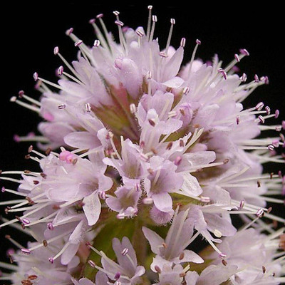 CYBEXIS ATS-33 - Water Mint - (1350 Seeds) Seed(1350 per packet)