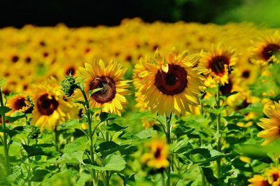 Sunway सूरजमुखी/सूर्यमुखी/ Sunflower Plant Surajmukhi Seed(50 per packet)