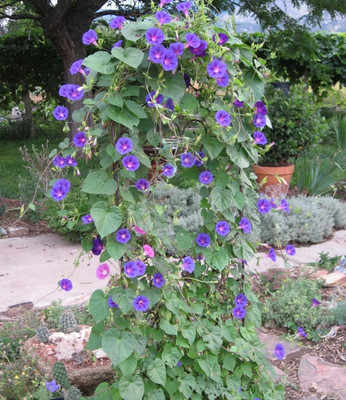 ZIXA Ipomoea Purpurea - Grandpa Otts Seed(10 per packet)