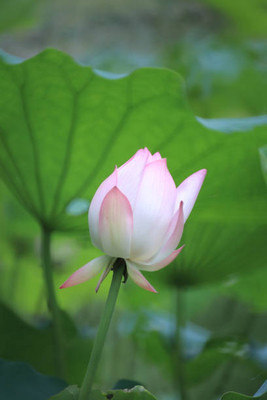 Ashish lotus,kamal seeds Seed(13 per packet)