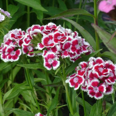 LIFELEX Sweet William Dianthus Barbatus Flower Seeds Mix Colour Seed(132 per packet)