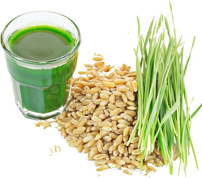 Qualtivate PAU-127 Cat Grass Hard Red Winter Wheat Seed(2000 per packet)