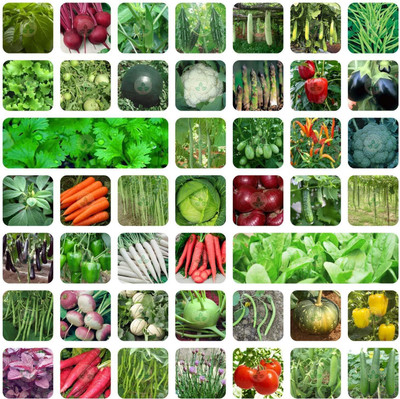 Rani Galleria Seeds Variety of Vegetable with Instruction Manual Seed(45 per packet)