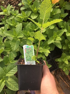 CYBEXIS ATS-84 - Mojito Mint (mentha x villosa) - (150 Seeds) Seed(150 per packet)