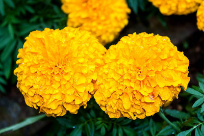 ME Traders marigold/gende ka phool flower seeds Seed(75 per packet)