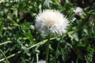 Aywal Sweet Sultan mixed (Centaurea imperialis) Seed(120 per packet)