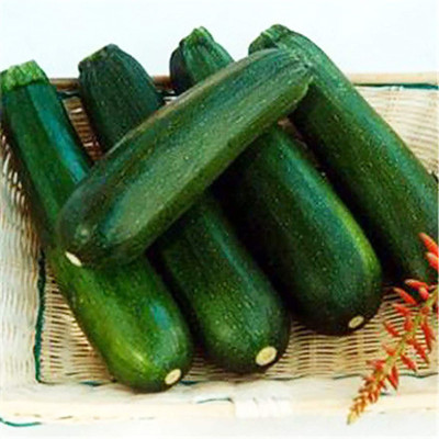 CYBEXIS Climbing Plant - Zucchini Seeds100 Seeds Seed(100 per packet)