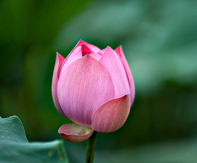 SeedStore lotus,kamal gatta Seed(14 per packet)