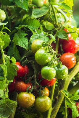imtion tomato Seed(95 per packet)