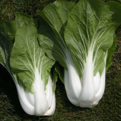 Quentova Pak Choi Bopak-NDIR-5P Seed(300 per packet)