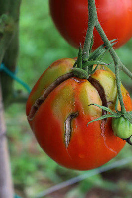 Aro tomato Seed(25 per packet)