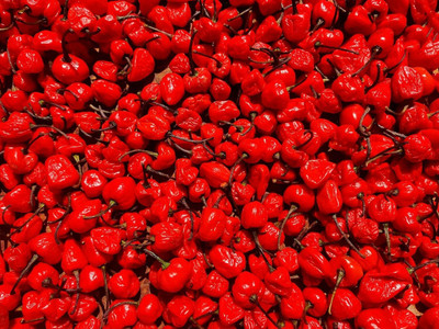 KNESSiN Organic Scotch Bonnet Red Chilli Vegetable Seeds For Gardening-(1200 Seeds) Seed(1200 per packet)
