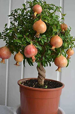 VibeX XL-12 - Dwarf Pomegranate Fruit Tree - (270 Seeds) Seed(270 per packet)