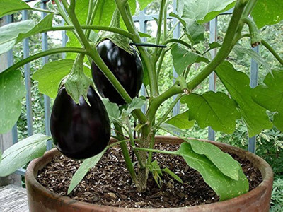 wequality f1 hybrid baingan/bengan seeds/brinjal seeds 48 Seed(48 per packet)