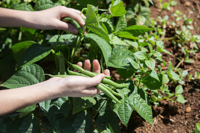 AloGardening Beans F1 Hybrid Vegetable Seeds Seed(30 per packet)