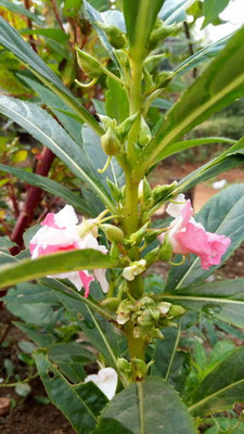 XOLDAA balsam frower Seed(15 per packet)