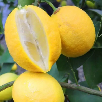 Aro Lemon, Nimbu Seed(70 per packet)