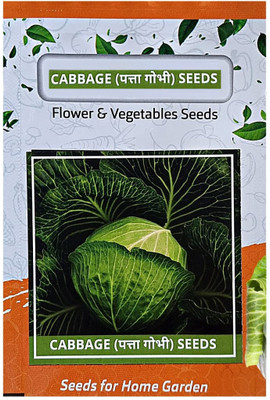 WILLVINE VNR -I F1 Hybrid September Early Cabbage Seeds [2.5g] Seed(750 per packet)