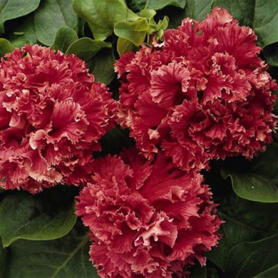 CYBEXIS Double Red Valentine Pelleted Petunia Seeds Seed(50 per packet)