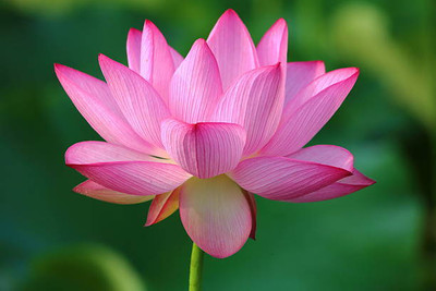 Ilyas lotus,kamal gatta Seed(10 per packet)