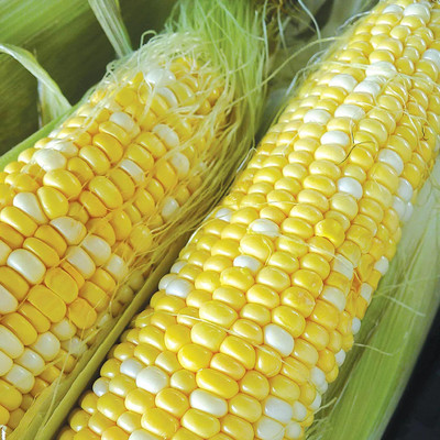 WILLVINE HAR -XVI Honey and Cream Corn Seed-[500g] Seed(2000 per packet)