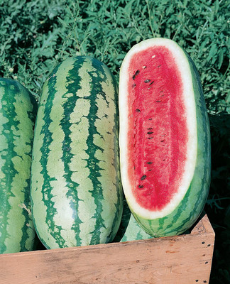 CYBEXIS PAU-11 - Rattlesnake Watermelon - (1350 Seeds) Seed(1350 per packet)